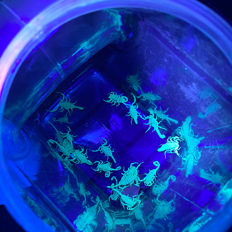 Creepy Crawly Pest Control project