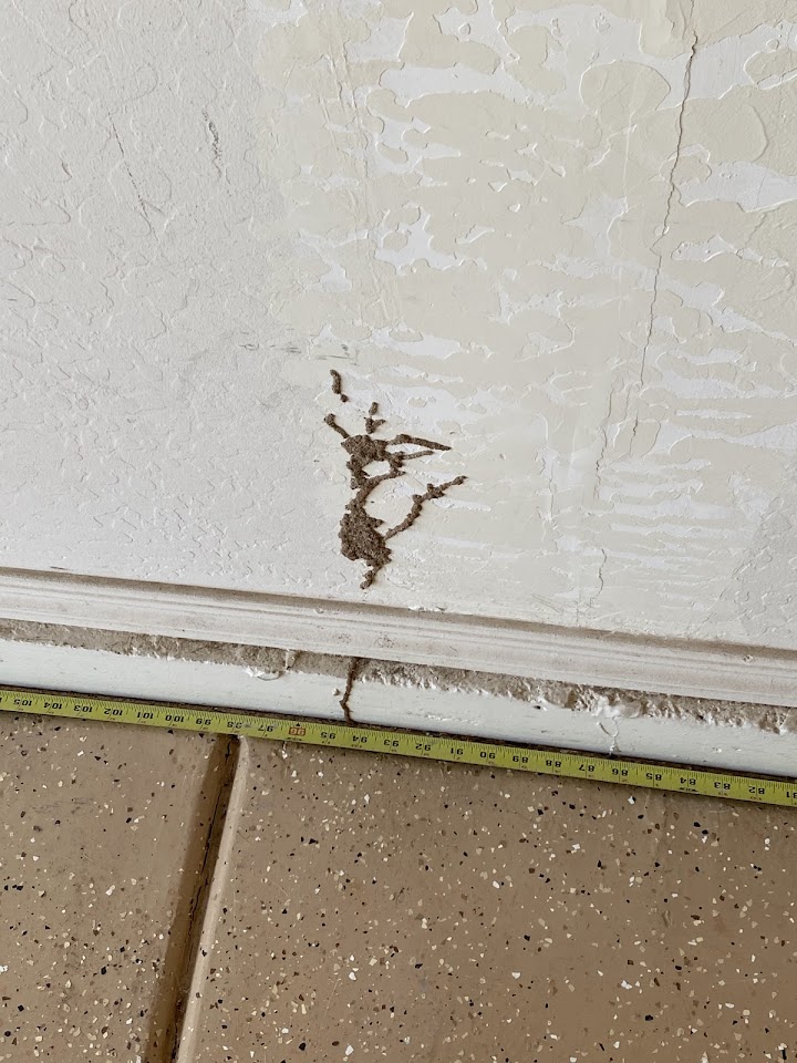 Creepy Crawly Pest Control project
